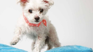 Illustration for article titled Adorable Adoptable Animals in Accessories Will Make Your Eyes Leak